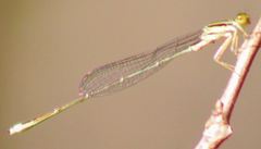 Enallagma vesperum