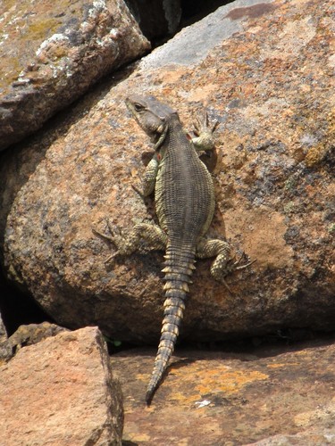 Drakensberg Crag Lizard