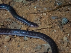 Atractaspis bibronii