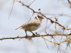 Anthoscopus musculus