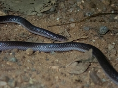 Atractaspis bibronii