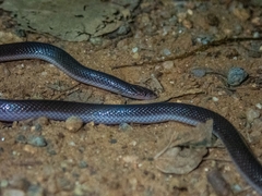 Atractaspis bibronii