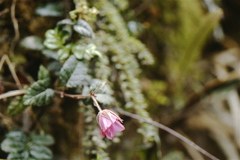 Rubus coriaceus