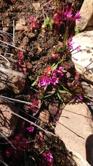 Thereianthus minutus