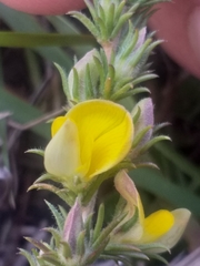 Aspalathus campestris