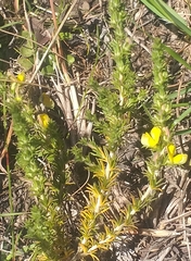 Aspalathus campestris