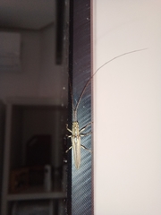 Hippopsis lemniscata