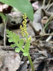 Botrychium michiganense
