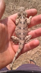Agama armata