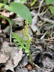 Botrychium michiganense