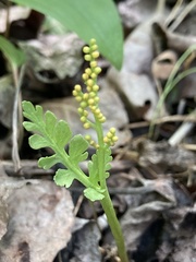 Botrychium michiganense