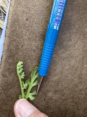 Botrychium ascendens