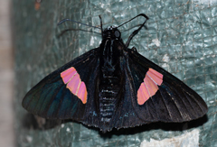 Mimoniades nurscia