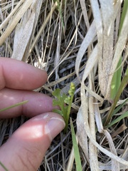 Botrychium ascendens