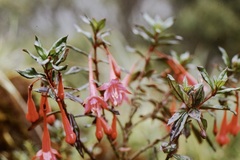 Fuchsia caucana