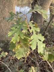 Quercus macrocarpa: Herkunft und Verwendung — Foto 2