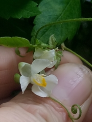 Cardiospermum grandiflorum