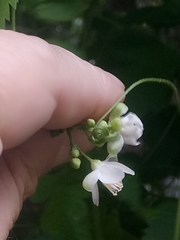 Cardiospermum grandiflorum