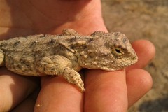 Agama armata