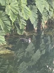 Cairina moschata domestica