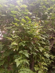 Cardiospermum grandiflorum