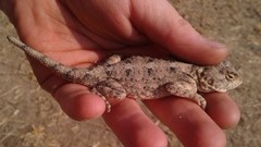 Agama armata