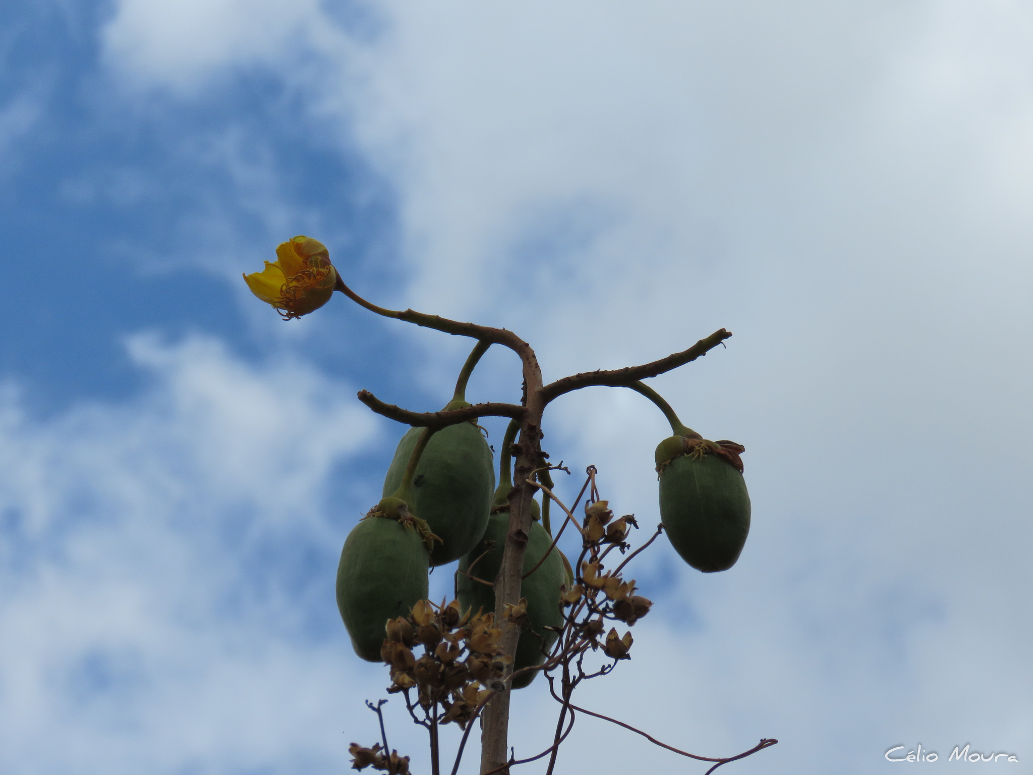 Cochlospermum vitifolium