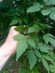 Cardiospermum grandiflorum
