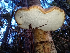 Fomitopsis betulina