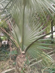 Arecaceae