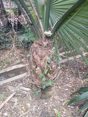 Arecaceae