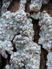 Pertusaria pertusa