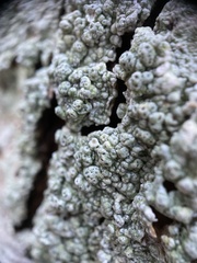 Pertusaria pertusa