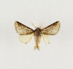 Thaumetopoea solitaria