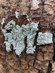 Pertusaria pertusa