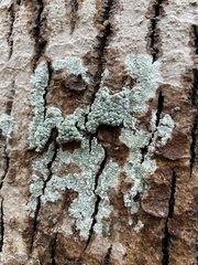 Pertusaria pertusa