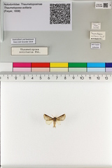 Thaumetopoea solitaria