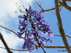 Jacaranda brasiliana
