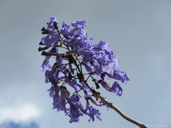 Jacaranda brasiliana