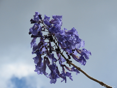 Jacaranda brasiliana