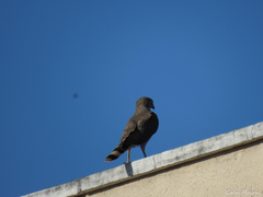 Rupornis magnirostris