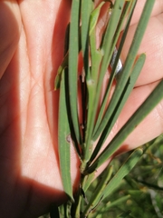 Acacia crassiuscula