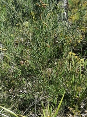 Acacia crassiuscula