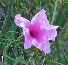 Rhabdadenia ragonesei