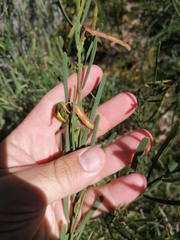 Acacia crassiuscula