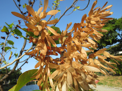 Triplaris gardneriana