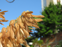 Triplaris gardneriana