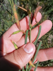 Acacia crassiuscula