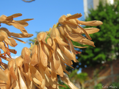 Triplaris gardneriana