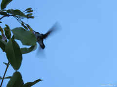 Chrysuronia leucogaster